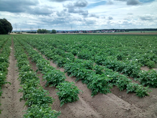 Potatoe field